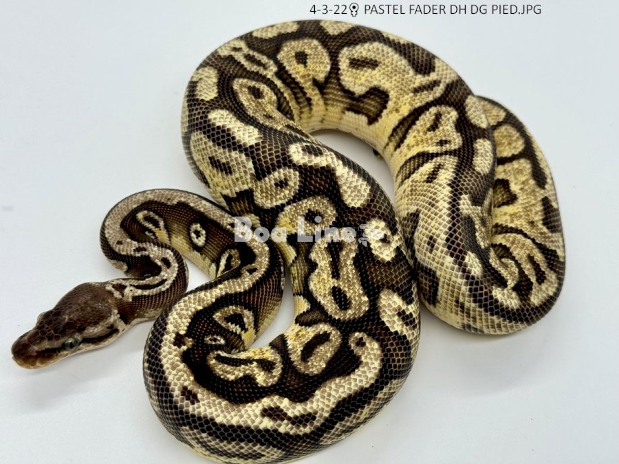 PASTEL FADER DH DG PIED